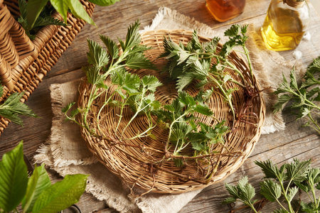 Fresh whole stinging nettle plant with root and rhizome. Wild medicinal plant collected in spring.の写真素材