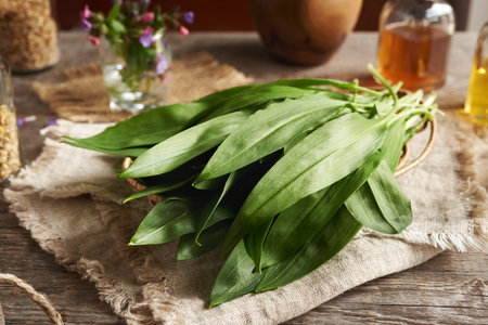 Fresh wild garlic leaves on a table - wild edible plant collected in the forest in springtimeの写真素材