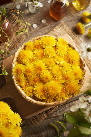 Dandelion flowers harvested in spring in a wicker basketの写真素材