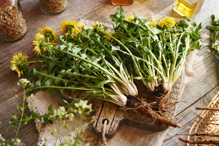 Whole dandelion plants with roots harvested in spring. Herbal medicine.の写真素材