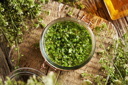 Preparation of herbal tincture from fresh shepherd's purse leaves and flowers in a glass jar, top viewの写真素材