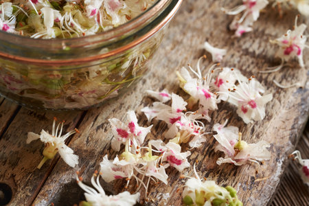 Fresh horse chestnut blossoms - ingredient for homemade herbal tincture, closeupの写真素材
