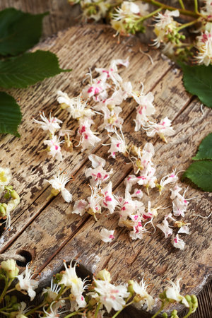 Fresh horse chestnut flowers collected in spring - ingredient for herbal tinctureの写真素材