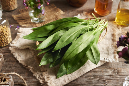 Fresh bear's garlic leaves harvested in the forest in early spring - wild edible plantの写真素材