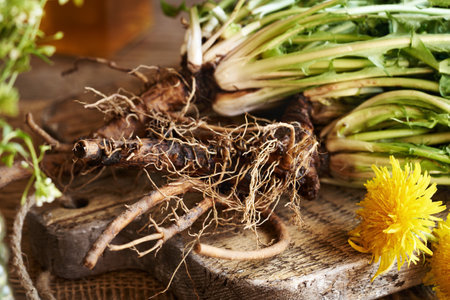 Fresh dandelion root on a wooden table - ingredient for herbal tinctureの写真素材