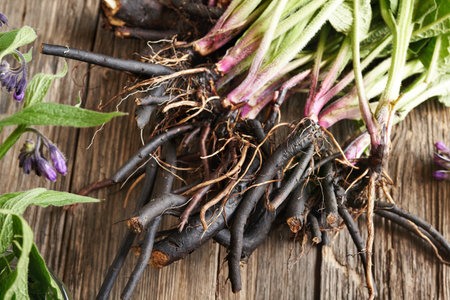Fresh comfrey or knitbone root on a wooden table, top viewの写真素材