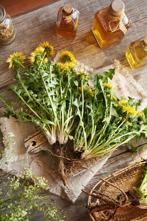 Fresh whole dandelion plants with roots on a wooden table, top viewの写真素材