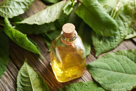 A bottle of herbal tincture with fresh japanese knotweed or Reynoutria japonica plantの写真素材