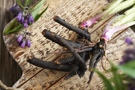 Fresh whole comfrey or knitbone root on a wooden tableの写真素材