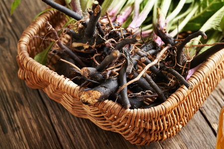 Comfrey or knitbone root in a wicker basketの写真素材