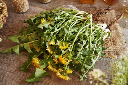 Whole dandelion plants with roots on a wooden tableの写真素材
