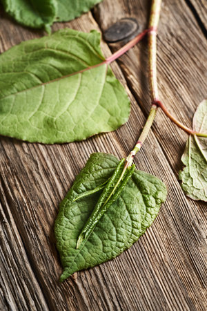 Japanese knotweed or Reynoutria japonica leaves on a wooden table. Ingredient for herbal tincture.の写真素材