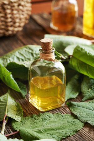 A bottle of herbal tincture with fresh japanese knotweed or Reynoutria japonica plant on a wooden tableの写真素材