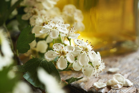Closeup of fresh hawthorn flowers in spring with herbal tincture in the backgroundの写真素材