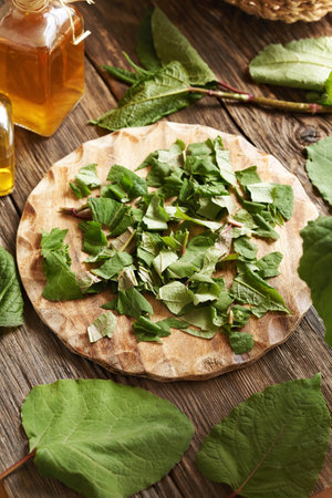 Fresh chopped japanese knotweed or Reynoutria japonica leaves on a wooden table - preparation of herbal tinctureの写真素材