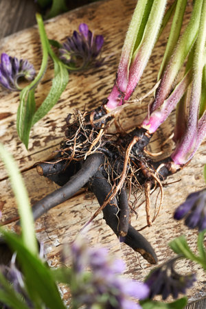 Fresh comfrey or Symphytum root on a table, top view. Herbal medicine.の写真素材