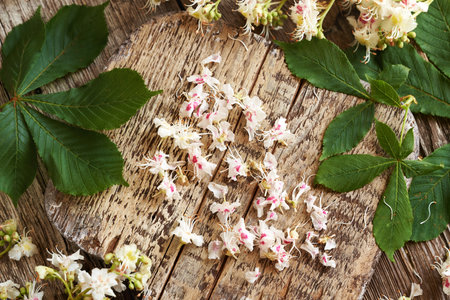 Fresh horse chestnut flowers collected in spring - ingredient for herbal tinctureの写真素材
