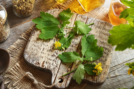 Fresh tetterwort or greater celandine leaves and flowers - ingredient for homemade herbal tinctureの写真素材