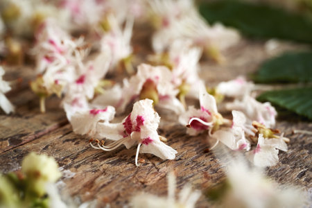 Closeup of fresh horse chestnut flowers on a table - ingredient for herbal tinctureの写真素材
