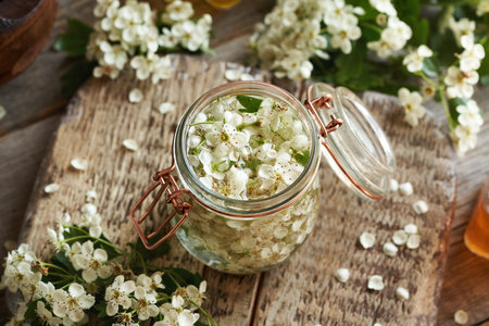 Preparation of herbal tincture from fresh hawthorn flowers in springの写真素材