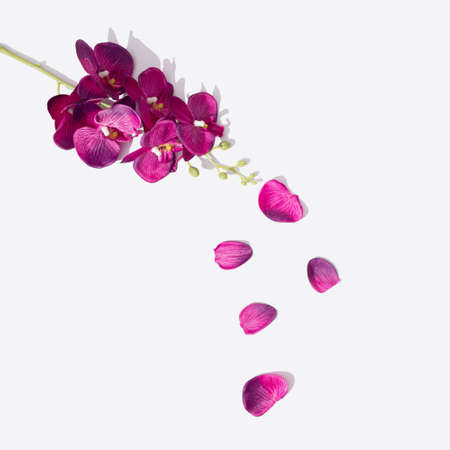 Purple orchid with petals on white background. Minimal creative lay out.の写真素材