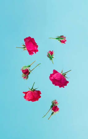 Creative arrangement of flying red roses on blue background. Minimal concept.の写真素材