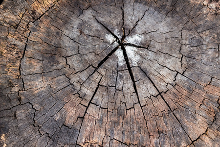 Old tree stump texture with cracks