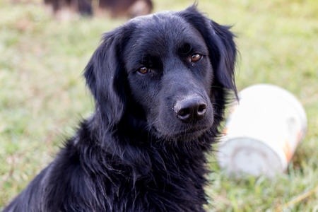 Portrait of a black dog looking at the camera.の写真素材