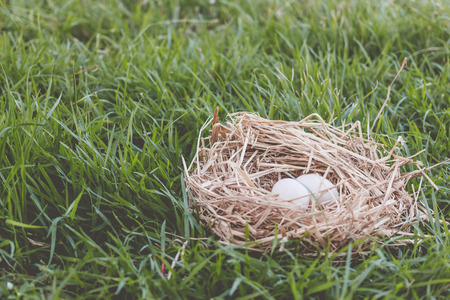 Eggs in nest on green grass.vintage tone.の写真素材