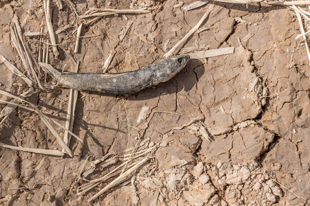 dead fishの写真素材