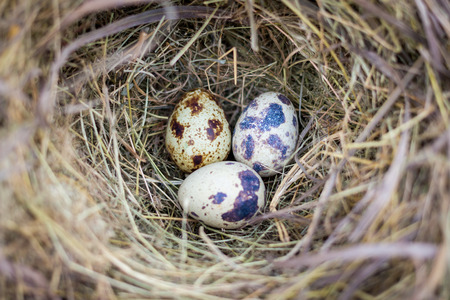 close up eggs in nestの写真素材