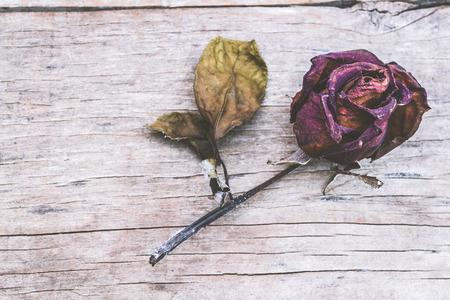 Dried rose on wooden background.の写真素材