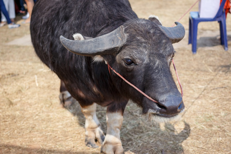 Thai buffaloの写真素材