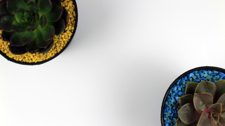 plant in a houseの写真素材