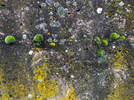 Moss green grass and lichen grows on stone rock with warm lightの写真素材