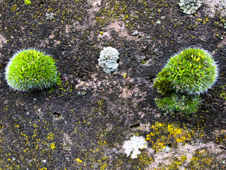 Moss green grass and lichen grows on stone rock with warm lightの写真素材