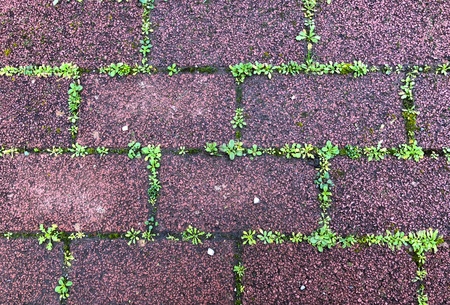 A strong weed growing through red brick wall floor stone between stone slabs.の写真素材