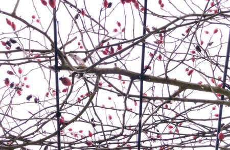 Chiffchaff bird sitting on wild rose bushes. Against the background of red berries. Autumnの写真素材