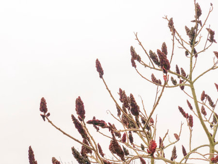 purple brunches and floraの写真素材