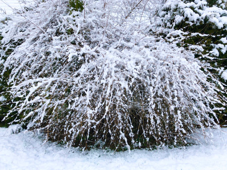 Winter landscape snow background with trees Harsh winter scenery with snow-covered trees natureの写真素材