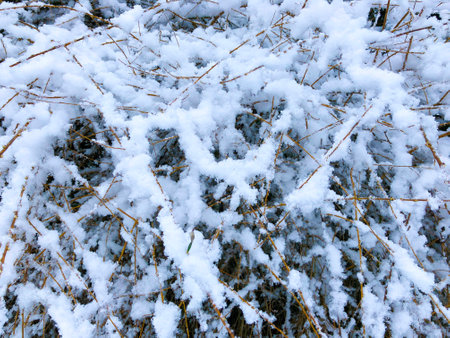 Winter landscape snow background with trees Harsh winter scenery with snow-covered trees nature branchの写真素材