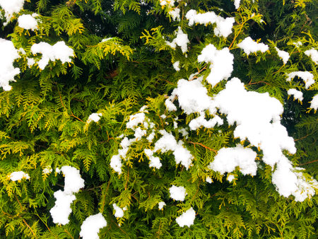 Winter landscape snow background with christmas trees. Harsh winter scenery with snow-covered trees.の写真素材