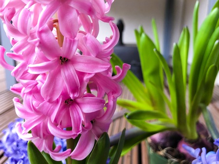 Hyacinth Pink Surprise Dutch Hyacinth , Spring bulbs, Spring flowers. The perfume of blooming...