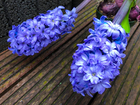 Flowering close up Blue Hyacinth Hyacinthus orientalis in the new spring season red wooden backgroundの写真素材