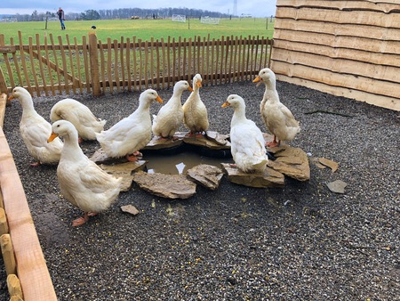 A lot of white yellowish guinea geese Emder Gans are on a wooden cage next to the pond looking at the camera at the nature. fair animal wellfare care at the Zoo Wild Park.の写真素材