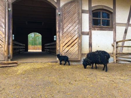 young black lamb and sheep with long thick fur hair at the Zoo Wild Park at the nature. fair animal wellfare. looking at the camera eatingの写真素材