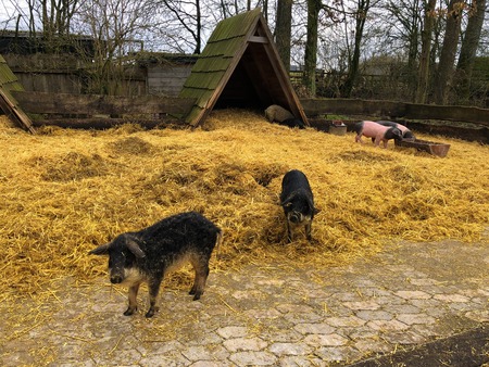 many little pigs black and pink from with hay in a farmの写真素材
