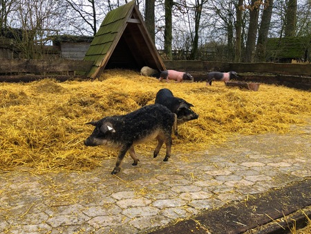 many little pigs black and pink from with hay in a farmの写真素材
