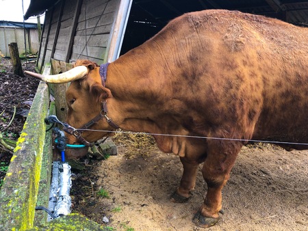 brown Bonsmara Bulls with long horns Close up of cows face eating fodder on farm go vegan vegetrian greenの写真素材