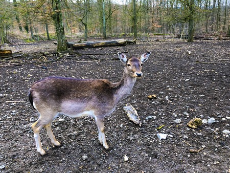 Red deer in a forest looking at the camera marge deer wild roe winter autumn cold weather nature park germany go vegan vegeterian green close up close-upの写真素材